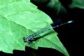 Coenagrion puella